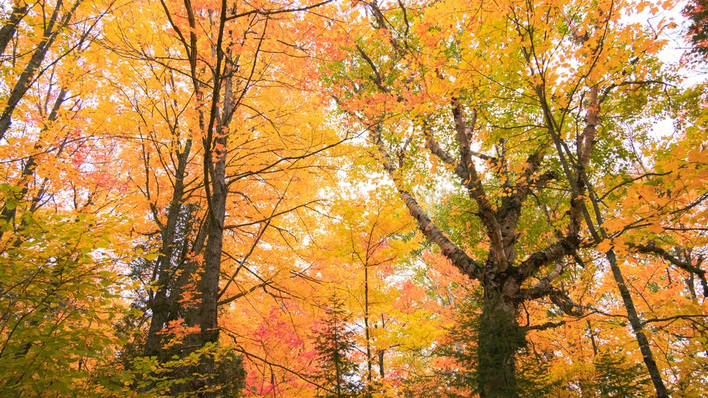 Summerlike weekend on tap in Twin Cities; fall returns early next week — WCCO / CBS Minnesota, Lakeville Community news