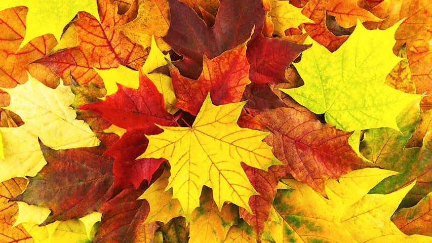 Cooler, quieter fall weather returns Tuesday in the Twin Cities — WCCO / CBS Minnesota, Lakeville Community news