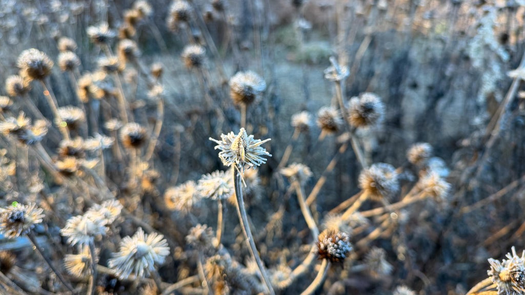 Breezy winds bring cool air to Minnesota, with first frost possible in the metro Friday night — WCCO / CBS Minnesota, Lakeville Sports news
