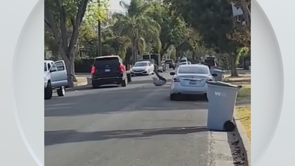 Federal immigration vehicle hits pedestrian in Woodland, police say — CBS Bay Area (KPIX), Lakeville Health news