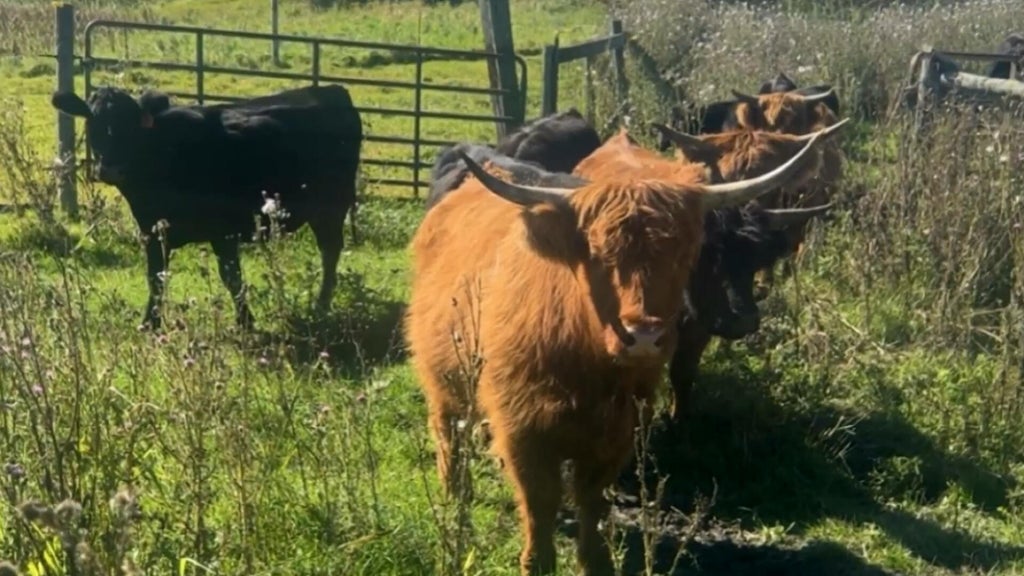 Minnesota farmer calls for thief to return nearly a dozen cows: "You're going to go to jail" — WCCO / CBS Minnesota, Lakeville Community news
