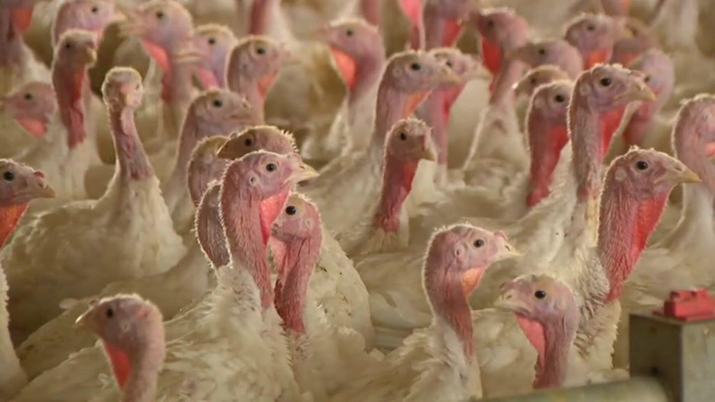 Bird flu confirmed in Barron County, Wisconsin, commercial poultry flock — WCCO / CBS Minnesota, Lakeville Real Estate news