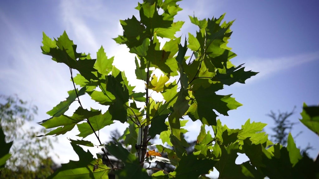 St. Paul city employees help plant trees at church in Rondo neighborhood — WCCO / CBS Minnesota, Lakeville Real Estate news