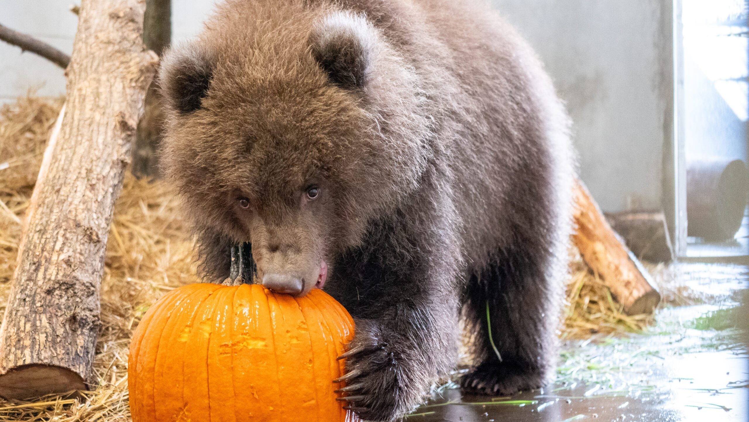 Minnesota Zoo welcomes 3 orphaned brown bear cubs rescued from Alaska — Lakeville Health news