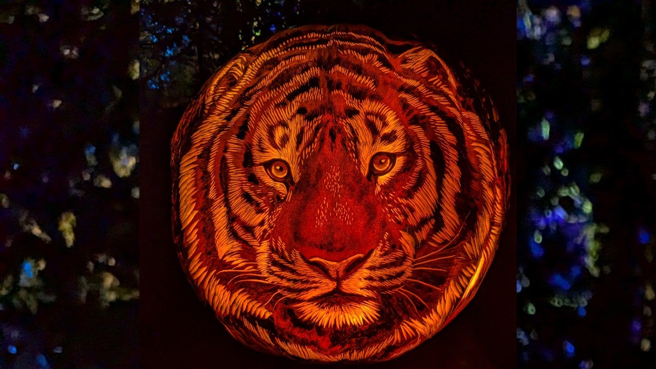 Behind the scenes of pumpkin carving at the Minnesota Zoo — KSTP 5, Lakeville Arts news