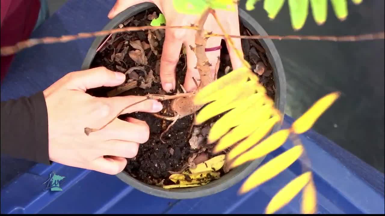 Tips for Planting Trees — KSTP 5, Lakeville Community news