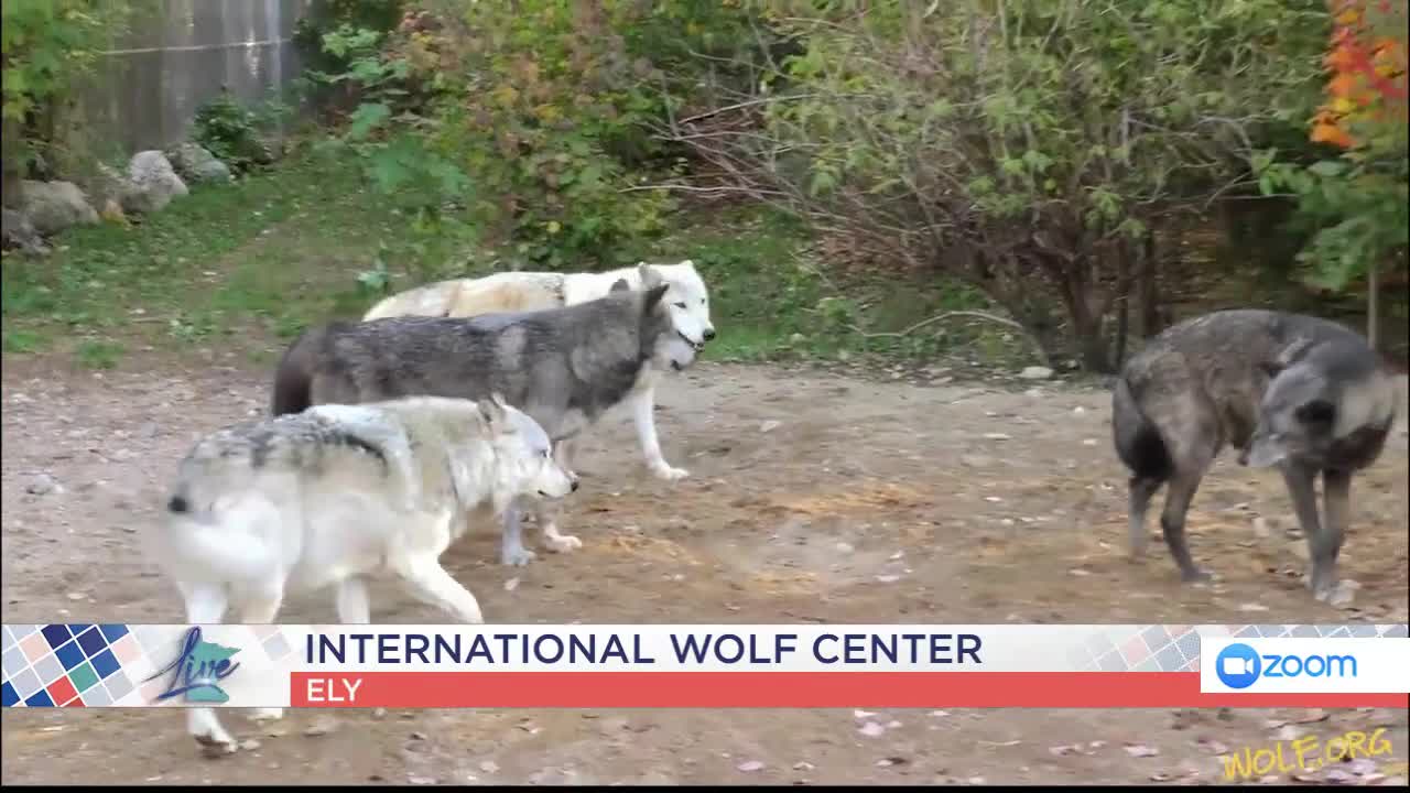 International Wolf Center — KSTP 5, Lakeville Community news