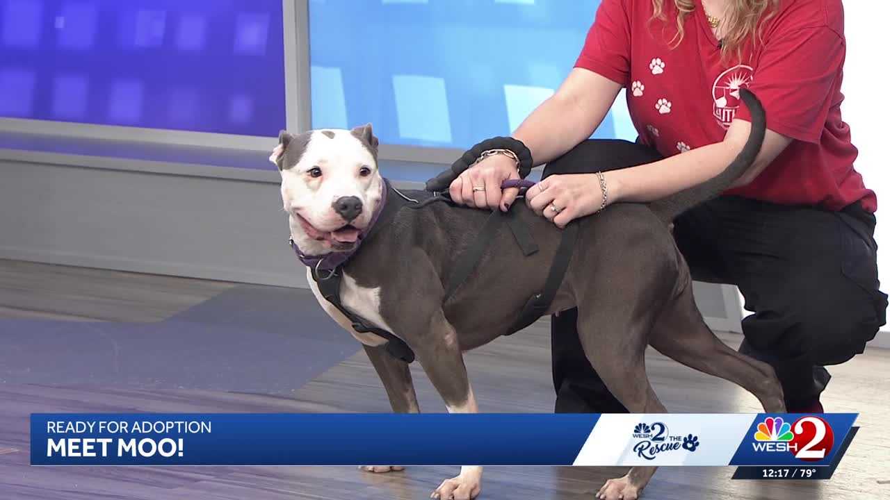 Moo at Southeast Volusia Humane Society is looking for a home — WESH 2 Orlando, Lakeville Community news