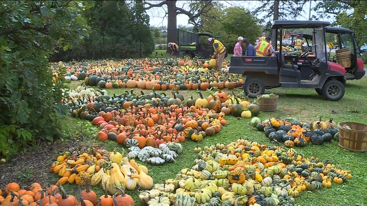Pumpkin 101: Best to cook, carve & display — KARE 11 Local, Lakeville Community news