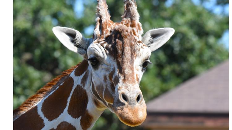 Como Zoo mourns loss of beloved giraffe, 'Skeeter' β Lakeville Community news