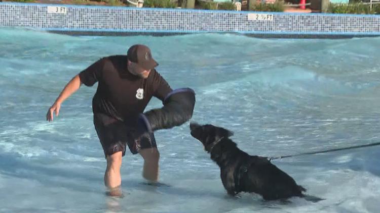 Tampa police K-9s train at theme park to prepare for emergencies — WTSP 10 Tampa Bay, Lakeville Community news