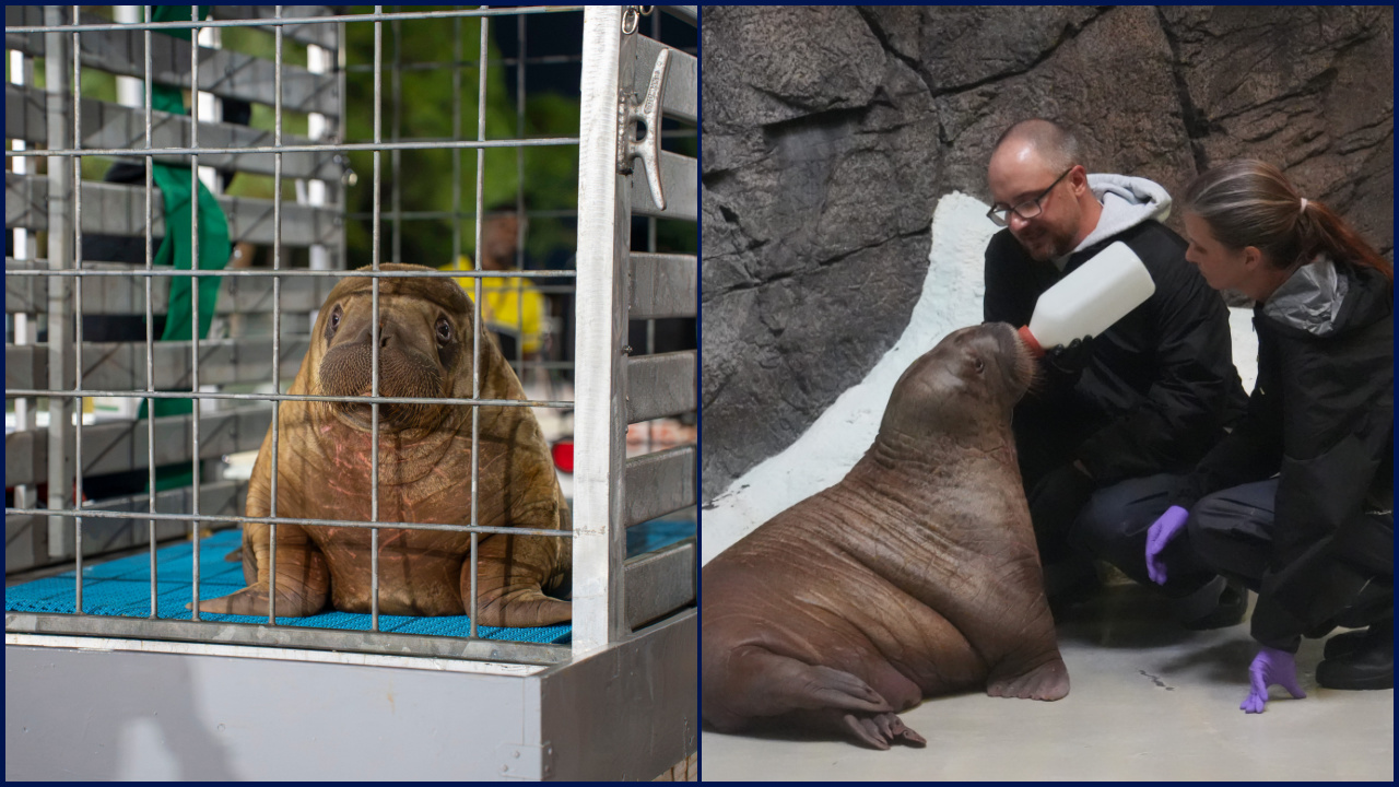 Orphaned baby walrus in Alaska flown 4,800 miles to new home in Florida — FOX 9, Lakeville Community news