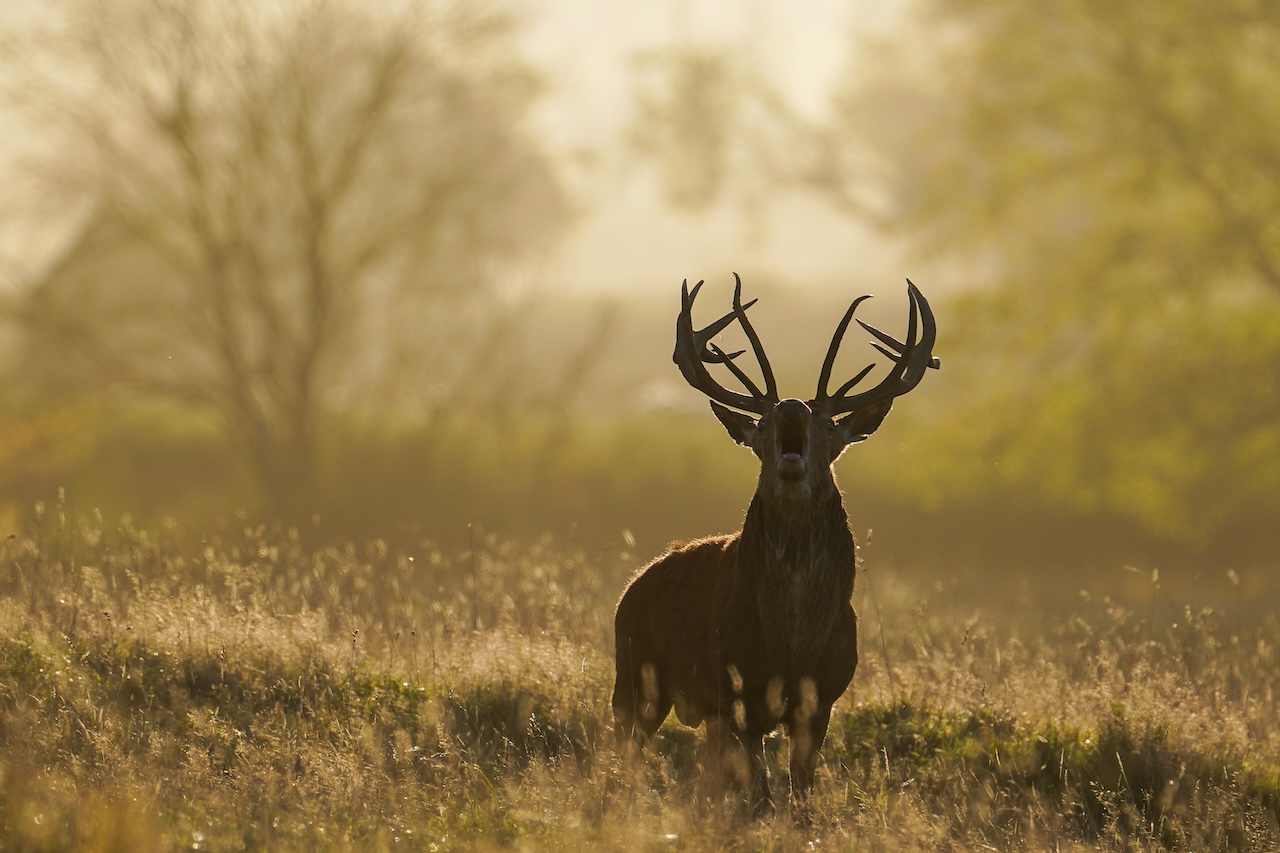 Deer-related crashes spike in the fall. Here's why. — FOX 9, Lakeville Sports news