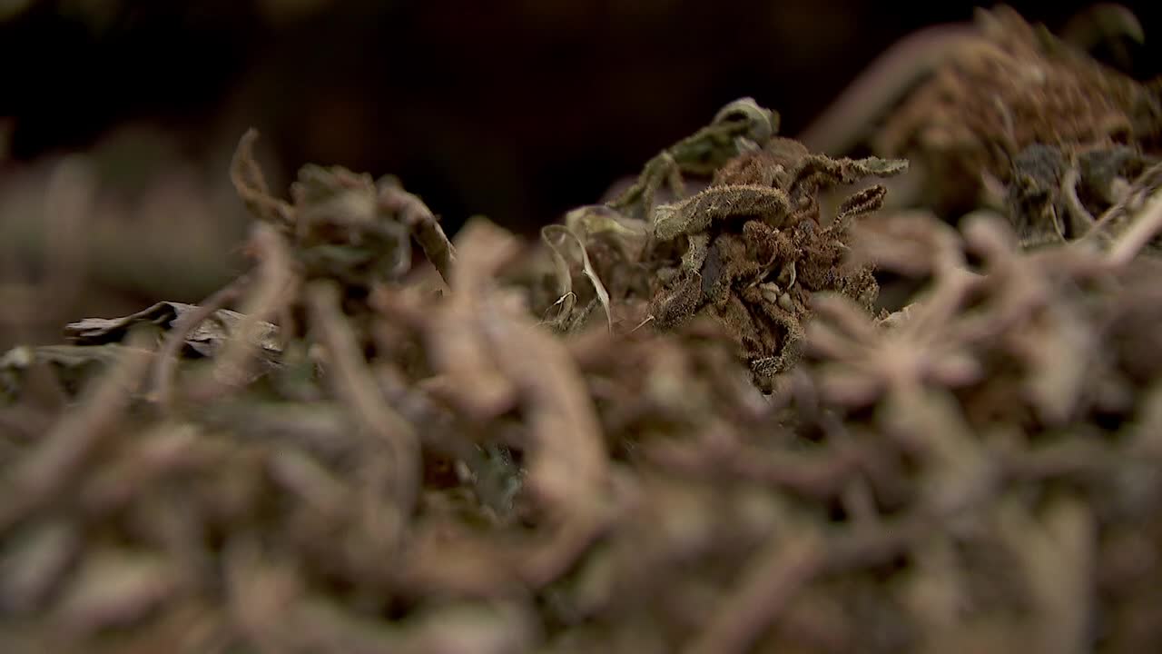 Hemp THC deadline hits $200 million industry, leads to layoffs, but liquor stores may maintain — FOX 9, Lakeville Business news