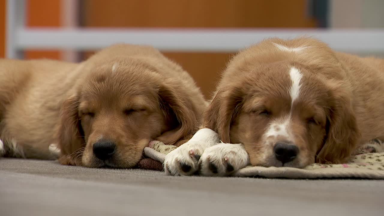 36 dogs rescued from unlicensed breeder in Cass County — Lakeville Community news